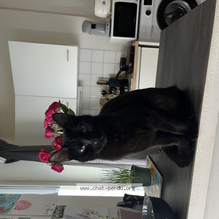 Photo 1/1 Chat retrouvé Perdu à Laval