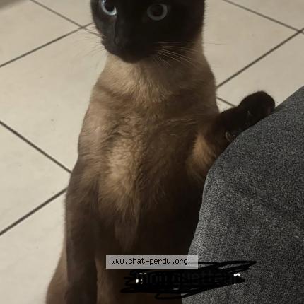 Photo de chat perdu à Bayonne