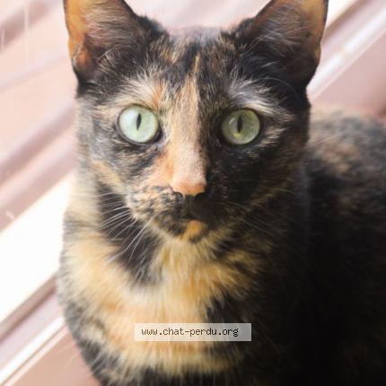 Photo de chat perdu à Sainte Gemme La Plaine