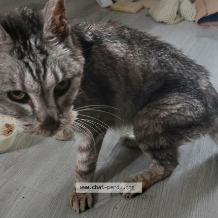Photo de chat trouvé à Milly La Foret