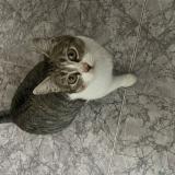 Photo de chat perdu à Barajas De Melo