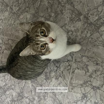 Photo 1/1 PERLI Chat perdu à Barajas de melo