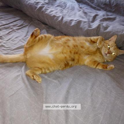 Photo 1/1 Pisco Chat perdu à Beynost