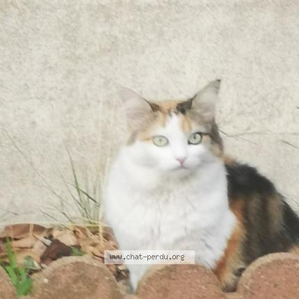 Photo 1/1 Chat retrouvé Perdu à Cuxac D Aude