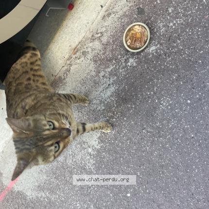 Photo de chat trouvé à Montpellier