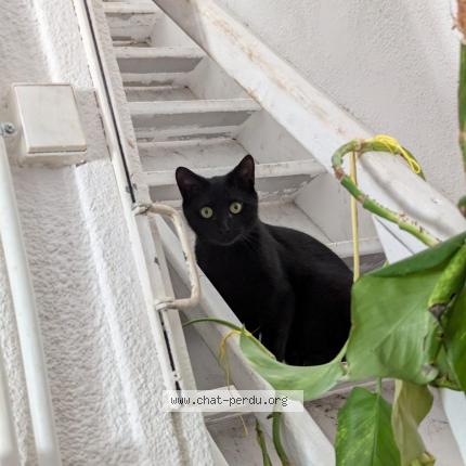 Photo de chat perdu à Pezenas