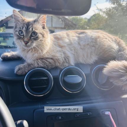 Photo 1/1 Bonnie Chat perdu à Briscous