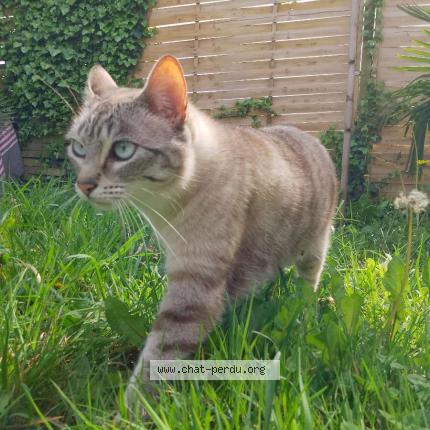 Photo de chat perdu à Lorient