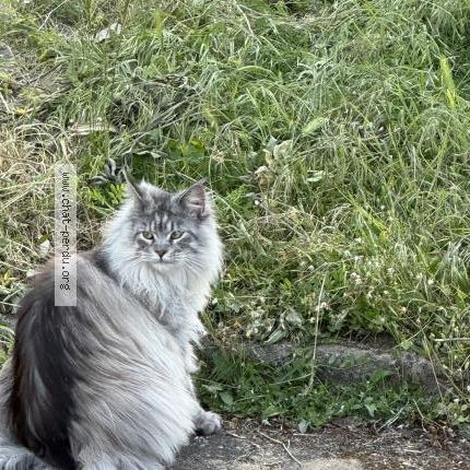 Photo 1/1 Chat trouvé Trouvé à Tours