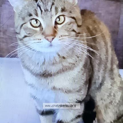 Photo 1/5 Simba Chat perdu à Lambersart