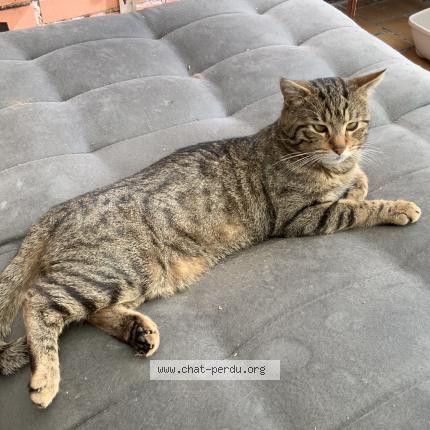 Photo 2/5 Simba Chat perdu à Lambersart