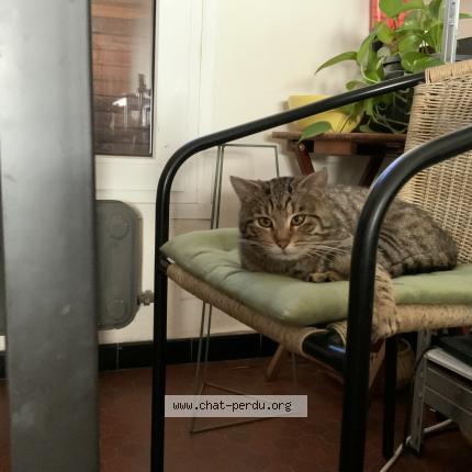 Photo 3/5 Simba Chat perdu à Lambersart