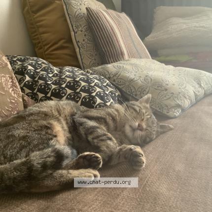 Photo 4/5 Simba Chat perdu à Lambersart