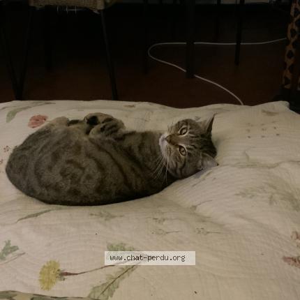 Photo 5/5 Simba Chat perdu à Lambersart