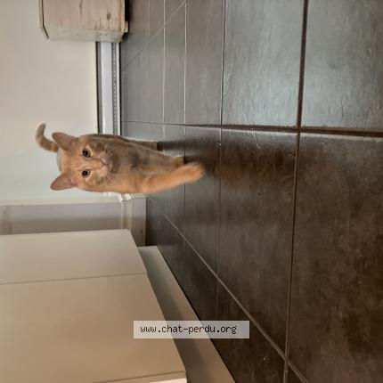 Photo 1/1 Latté Chat perdu à Trois rivieres