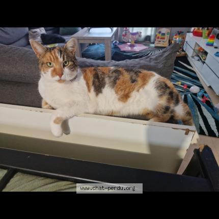 Photo 1/1 Minnie Chat perdu à Les damps