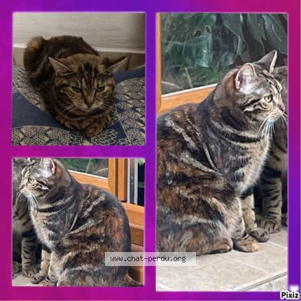 Photo de chat perdu à Champs Sur Marne