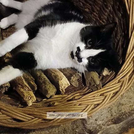 Photo de chat perdu à Saint Cyprien