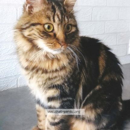 Photo 1/1 molly Chat perdu à Marseille