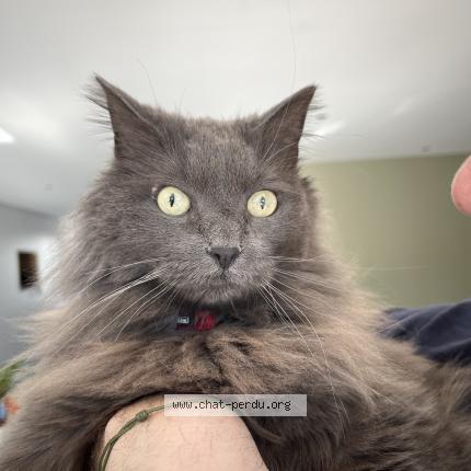 Photo de chat perdu à Jussy