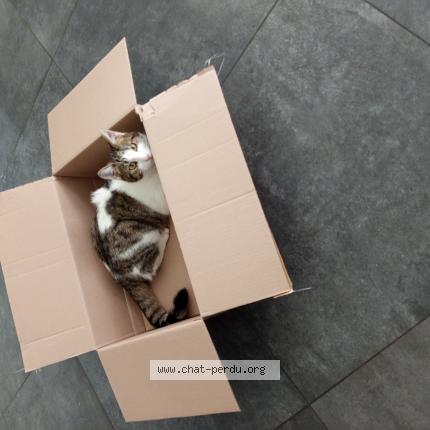 Photo de chat perdu à Chateaugay