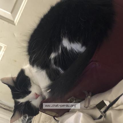 Photo 1/1 Molly Chat perdu à Montreal