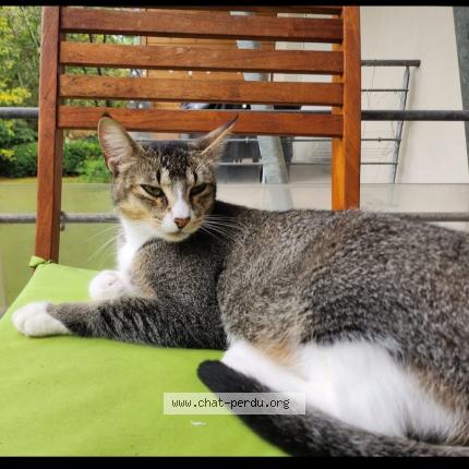 Photo 1/1 Encelade Chat perdu à Seignosse