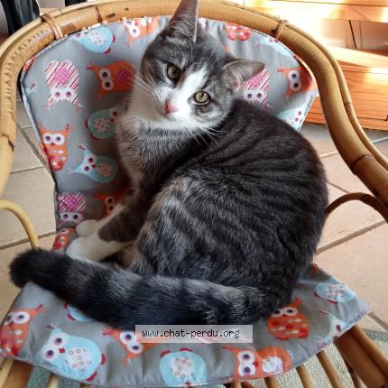 Photo de chat perdu à La Creche
