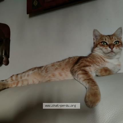 Photo 1/1 Ilri Chat perdu à Neuilly le real