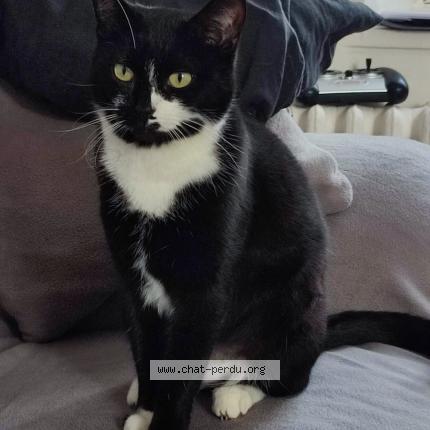 Photo 1/1 Lizzie Chat perdu à Saint florentin
