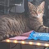 Photo de chat perdu à Hyeres