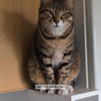 Photo 1/1 LOMÉ Chat perdu à Marseille