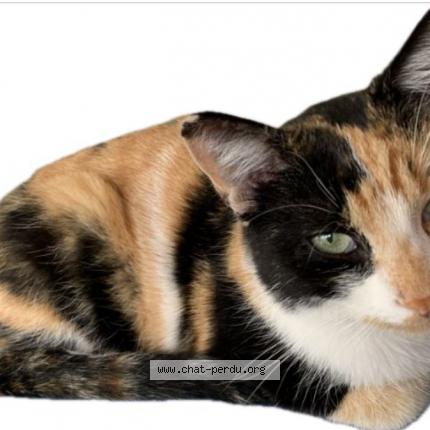 Photo de chat perdu à Plaisance Du Touch