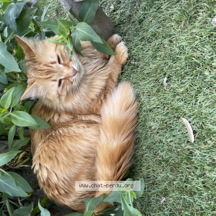 Photo de chat perdu à Bedarrides