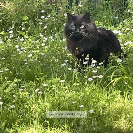 Photo de chat perdu à Royan
