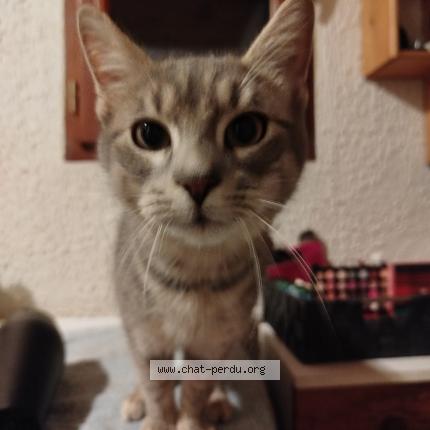 Photo 1/1 Chat retrouvé Perdu à Saint Hilaire Foissac