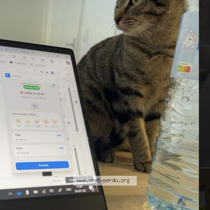 Photo 1/1 Minoush Chat perdu à Halluin