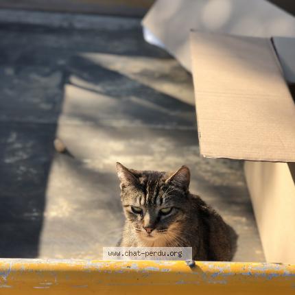 Photo 1/1 Chat retrouvé Perdu à Villefranque