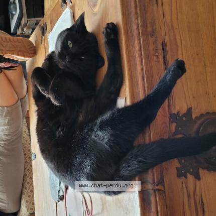 Photo 1/1 Chat retrouvé Perdu à Lille