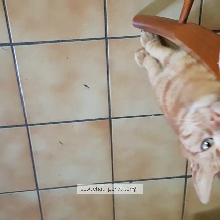 Photo 1/1 Chat trouvé Trouvé à Juvisy sur orge