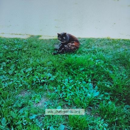 Photo 1/1 Pomponnette Chat perdu à Le thour