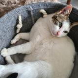 Photo de chat perdu à Auffargis