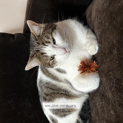 Photo 1/1 Chat retrouvé Perdu à Bordeaux