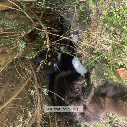 Photo 1/1 Spidey Chat perdu à Le bosc du theil
