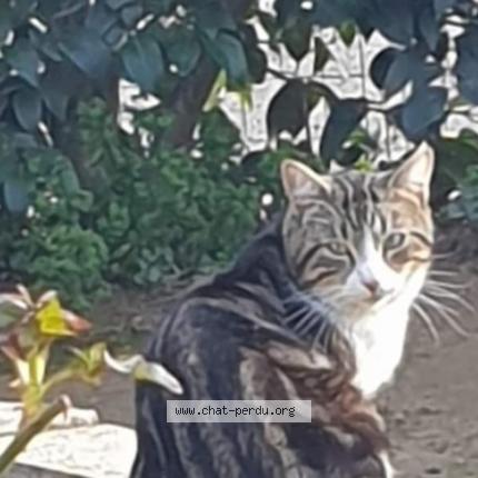 Photo 1/1 mimi Chat perdu à Oraison
