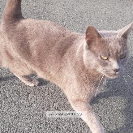 Photo de chat trouvé à Labenne