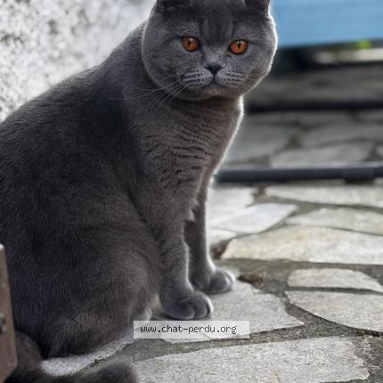Photo de chat perdu à Livry Gargan