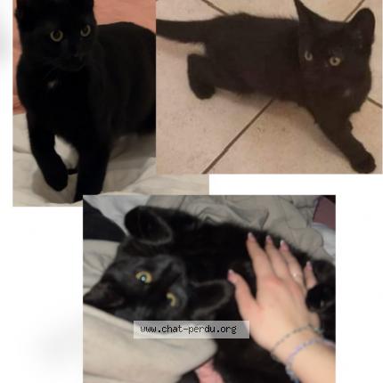Photo de chat trouvé à Aix