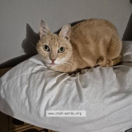 Photo 1/1 Chat Chat perdu à Sedan