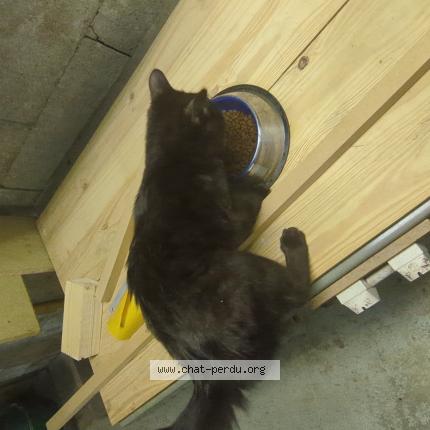 Photo 1/1 Chat retrouvé Trouvé à Strasbourg